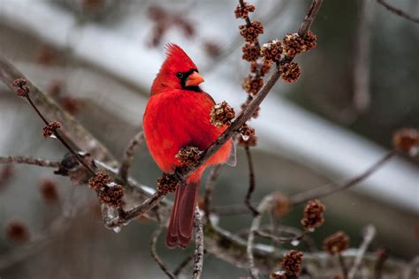 Winter wildlife in the Chesapeake Bay watershed