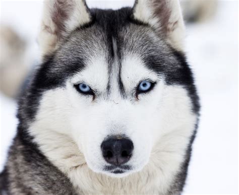 Banco de imagens cachorro vertebrado Raça cão Trenó Husky