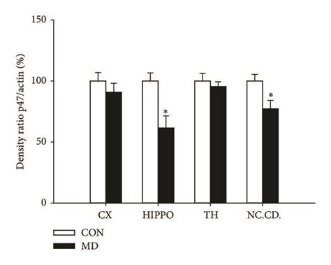 Expression Of Nadph Oxidase Subunits Gp Phox A B P Phox A C