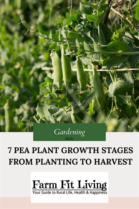 7 Pea Plant Growth Stages From Planting To Harvesting Farm Fit Living