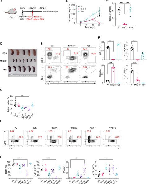 MHC class II regulation of CD8+ T cell tolerance and implications in ... 