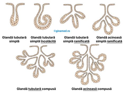 Țesuturile Biologie Barron s GinaMed