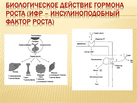 Биофизика гормональных рецепторов - презентация онлайн