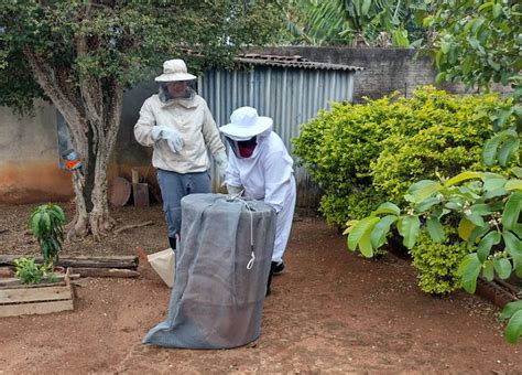 Idoso Sofre Ataque De Abelhas No Quintal De Casa Na Vila Izaura