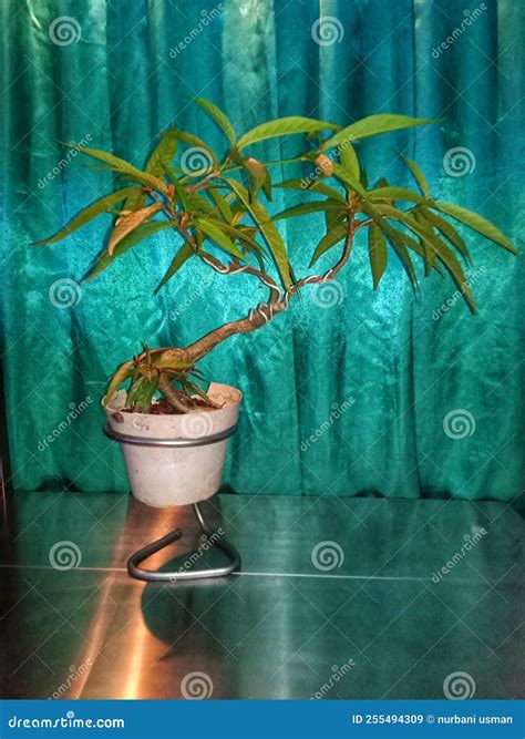 Plant Bonsai Stock Image Image Of Asia Bonsai Plant 255494309