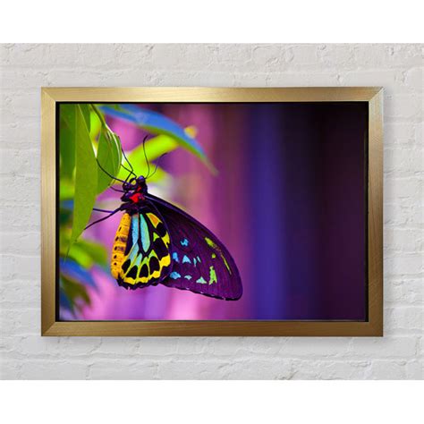 Bright Star Schmetterling Nahaufnahme Auf Einem Blatt Druck Wayfair De