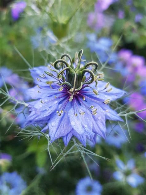 Nigella sativa | Trees to plant, Amazing flowers, Planting flowers