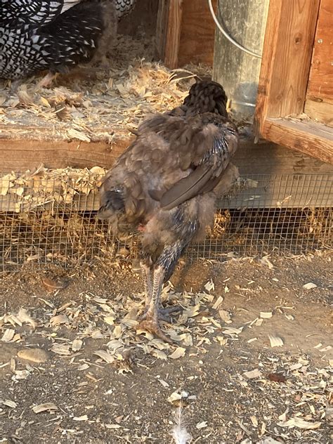 Worst Chicken Molt 64e Backyard Chickens Learn How To Raise