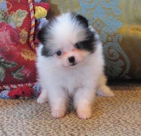 Charming Teacup Pomeranian Puppies for adoption