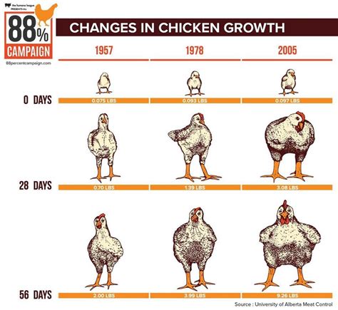 Selective Breeding Has Made Chickens Who Are Raised For Meat Grow