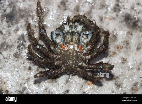 Male Spider Crab Available In High Resolution And Several Sizes To Fit