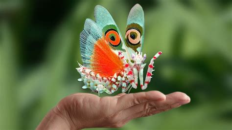 Top 10 Most Beautiful Insects In The World Insects Beautiful Bugs Riset