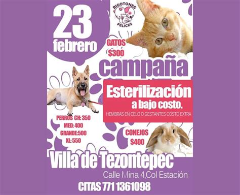 Campaña De Esterilización De Bajo Costo El 23 De Febrero De 2023