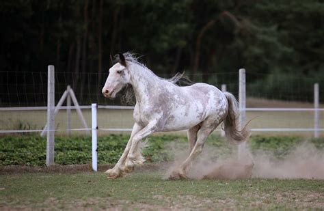 Klacz irish cob gypsy cob tinker bardzo grzeczna Łódź Bałuty OLX pl