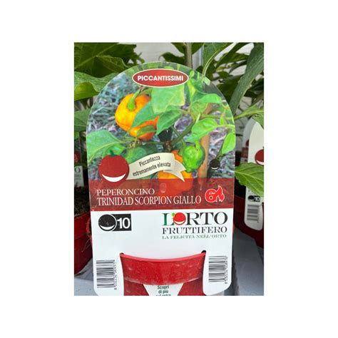 Peperoncino Trinidad Scoprion Giallo Vivaio Roma Garden