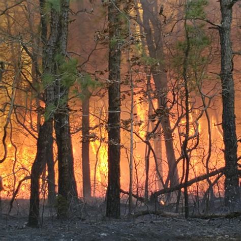 New Jersey Forest Fire 100 Contained As Authorities Identify Origin