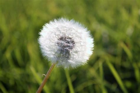 Free Images Nature Branch Dew Light Field Lawn Meadow Sunlight