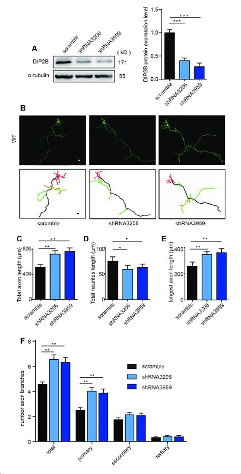 Dip2b Silencing Enhances Axon Outgrowth A Western Blotting