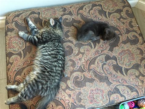 Chocolate Brown Maine Coon Cross Cats And Kittens For Rehoming