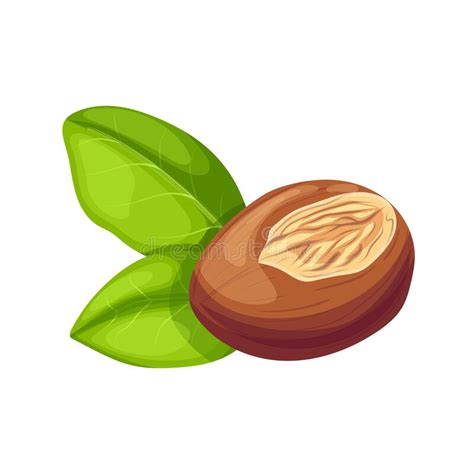 Shea Butter Skin Illustration Stock Illustrations 225 Shea Butter