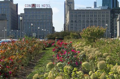 Chicago Flowers Building Photog Plants