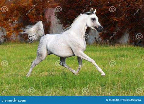 White arabian horse stock image. Image of gypsy, arabian - 16166365