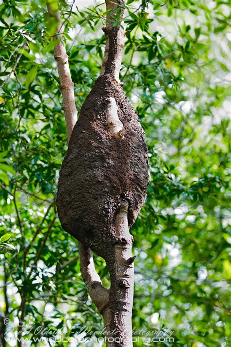 Mangrove Tree Ants Nest In Costa Rica Woodcote Photography