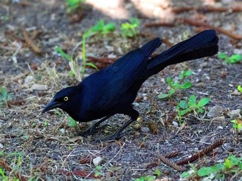 Species Of Blackbirds In Indiana Picture And Id Guide Bird Advisors