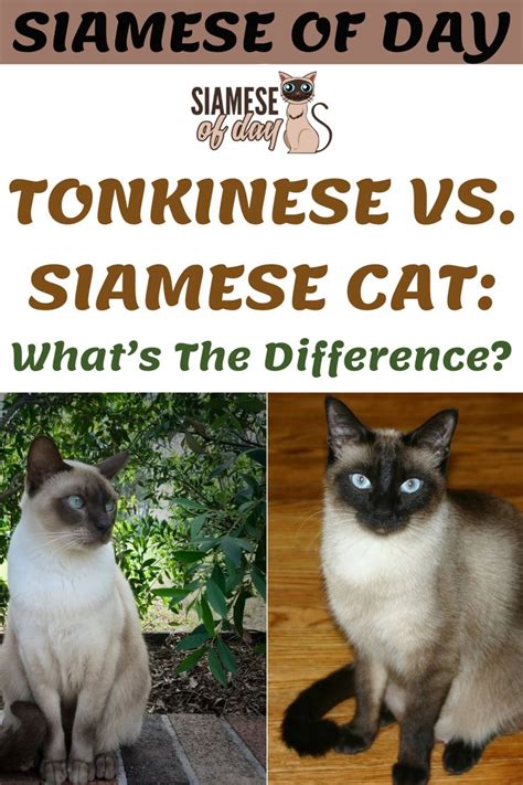 Discover The Unique Characteristics Of Tonkinese And Siamese Cats