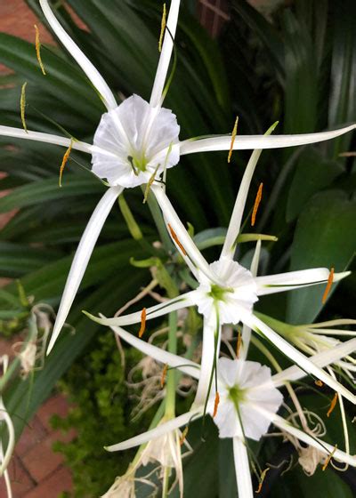 ‘tropical Giant Spider Lily Neil Sperrys Gardens