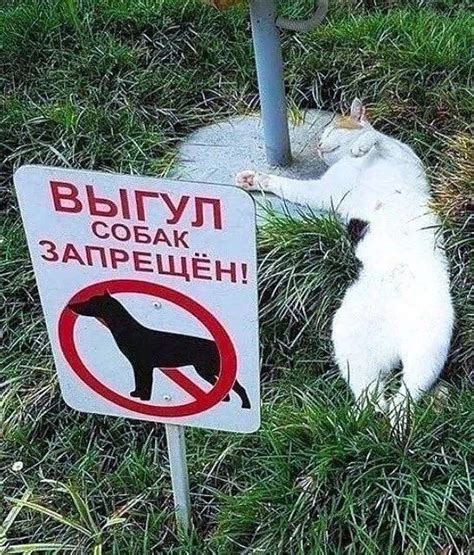 Смешные картинки 25 фото от 12 ноября 2024 | Екабу.ру - развлекательный ...