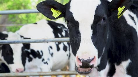 Cows Eating Hay In A Stable On A Farm Stock Footage Video Of Cattle