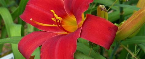 Daylily Hemerocallis Baltimore Oriole