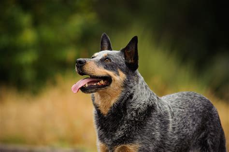 40 Medium Dog Breeds for Any Lifestyle