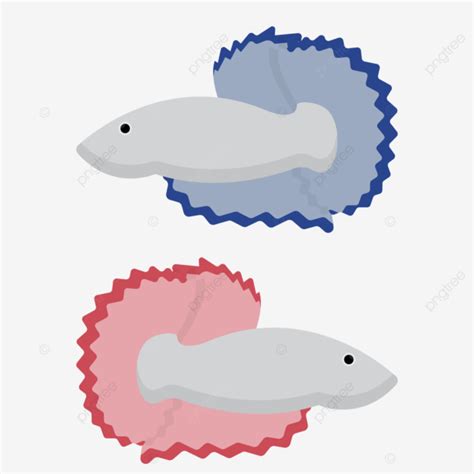 Betta Fish Fish Siamese Fighting Fish Betta PNG And Vector With