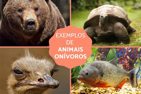 Animais On Voros Lista De Exemplos Fotos E Curiosidades