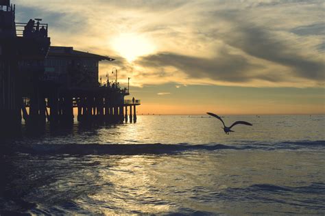 Free Images Beach Sea Coast Water Ocean Horizon Bird Cloud