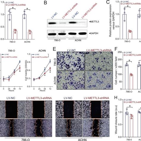 Immunostaining Of METTL3 In Human CcRCC Tissues And Its Correlation