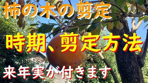 【柿の木の剪定】剪定の時期や方法と管理理ポイントについて解説します Youtube