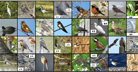 B 鳥 身近で気になる野鳥ランキング Best 50｜浜松科学館 みらいーら