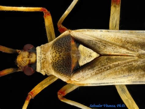 Hemiptera Heteroptera Miridae Autumnimiris Albescens Plant Bugs Male B