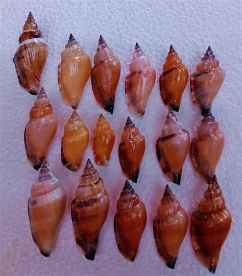 Seashell Strombus Urceus 17 Pcs Shells Etsy