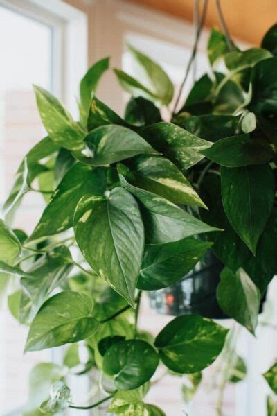 Entretien Du Pothos Epipremnum Aureum Conseils Pour Une Plante En