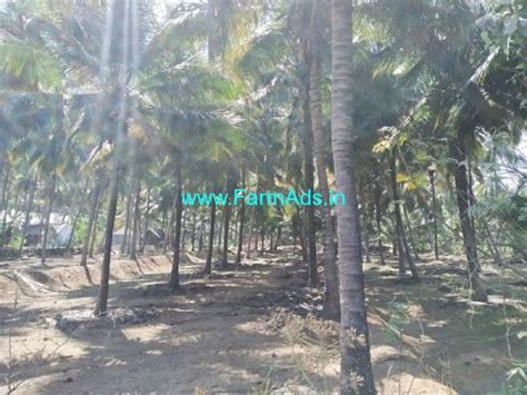 Acre Coconut Farm Land For Sale Near Samathur Pollachi Coimbatore