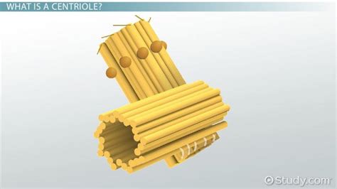 Centriole Definition Structure And Function Video And Lesson Transcript