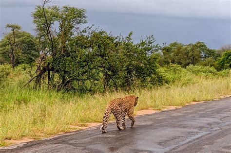 Why Protea Hotel Kruger Gate In South Africa Is Great For Self Drive Safaris The Points Guy