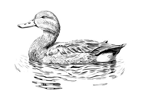 Premium Vector Duck Swimming Sketch Hand Drawn Farming Hunting Vector