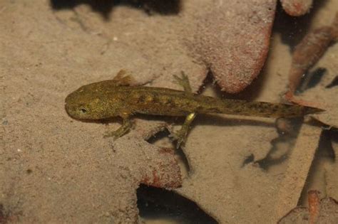 Les Animaux Fantastiques Du Mellois Partie La Salamandre Tachet E