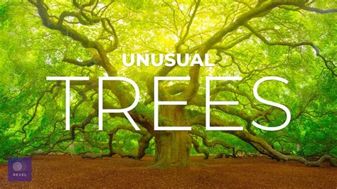 8 Of The Worlds Most Unusual Trees Amazing Trees That Actually Exist