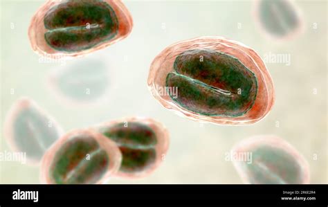 Threadworm (Enterobius vermicularis) eggs containing worm larvae, computer illustration ...